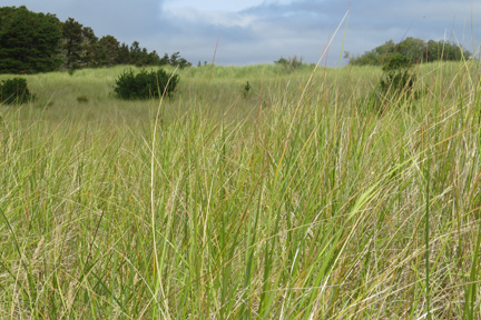 columbia river beach