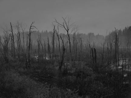 dark swamp