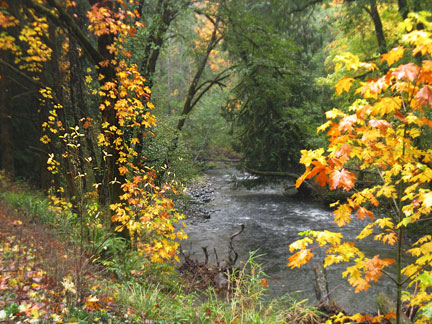 autumn trees and creek