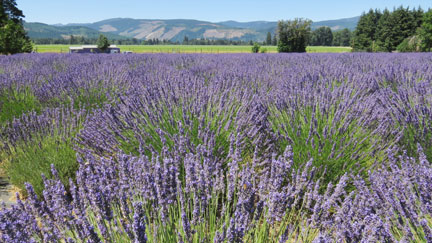 lavender field