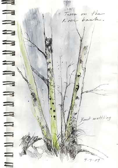 nature journal tree drawing