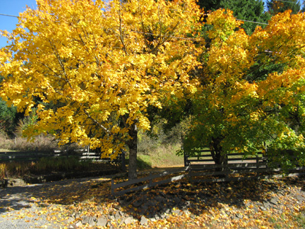 fall yellow trees