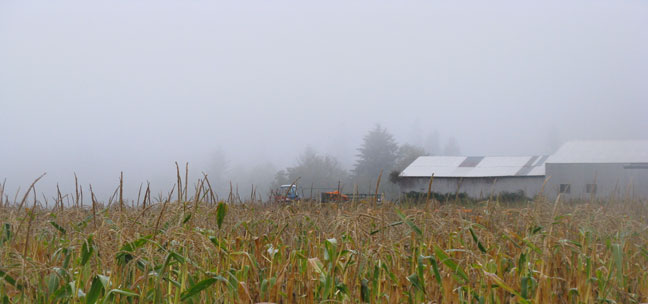 rainy corn field
