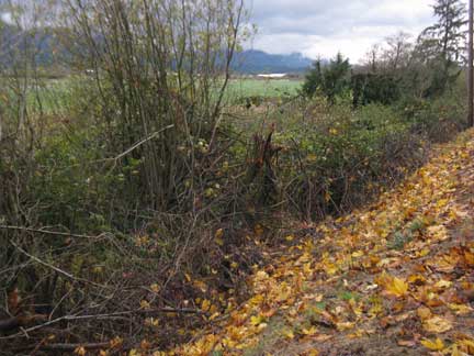 autumn leaves