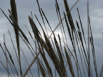 beach grasses
