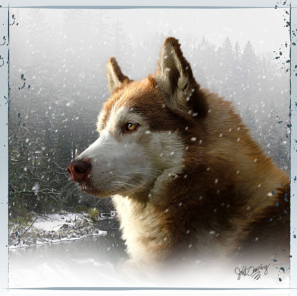 red siberian husky