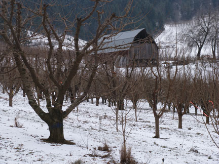 orchard in snow