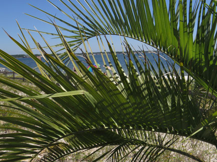 florida palm