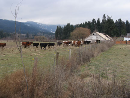 farm and cows
